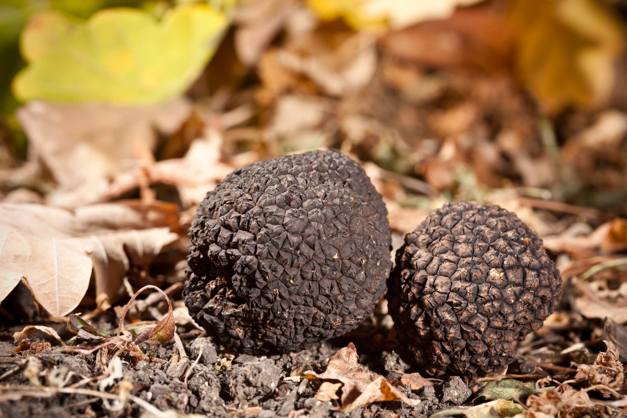 truffe